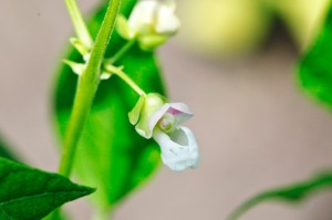 とらまめ_MG_9802_180804