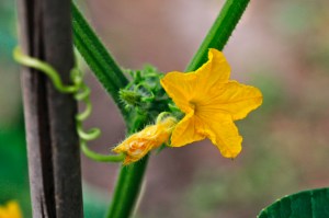 キュウリ_MG_9806_180804