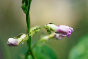 シマインゲン_MG_9799_180804