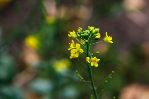 タアサイ_MG_9807_180804