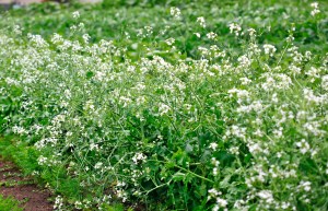 ダイコン_MG_9814_180804