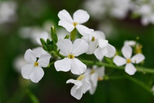 ダイコン_MG_9828_180804