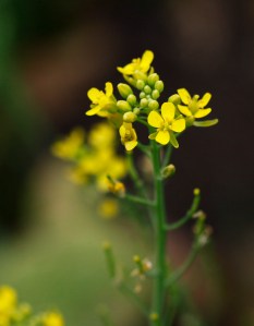 チンゲンサイ_MG_9763_180804