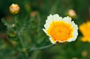 春菊_MG_9750_180804