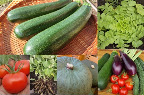 旬の野菜セット 表紙写真